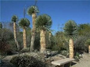 Vivers Càrex - Yucca rostrata